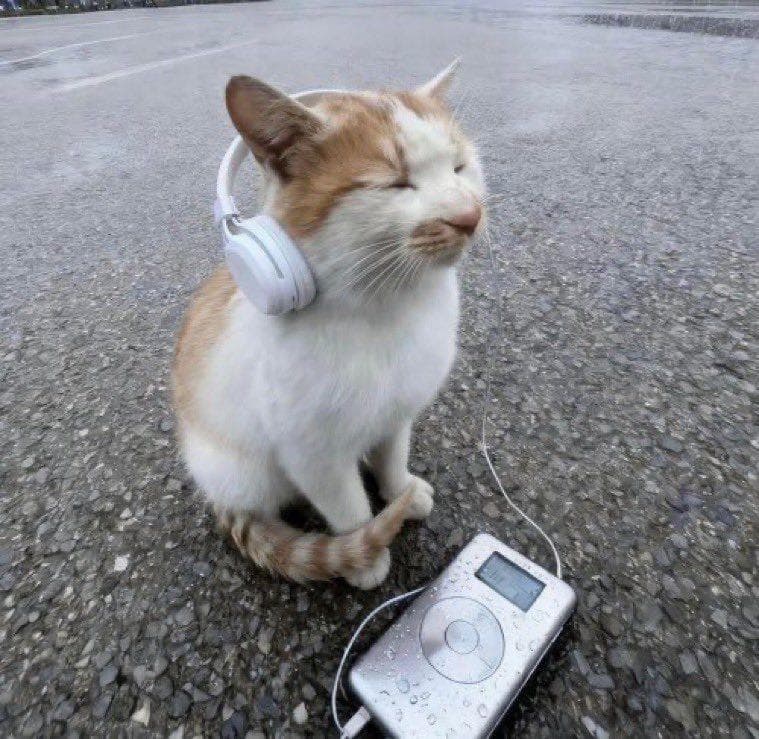 A cat in headphones beside an MP3 player